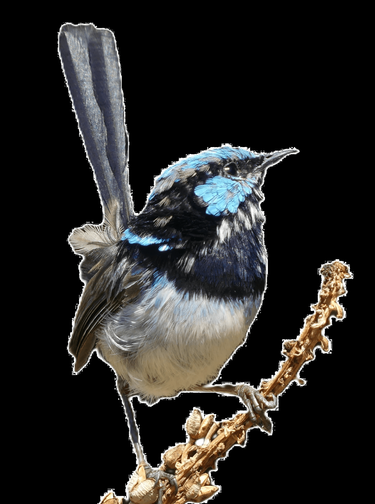An A to Z of Animals For Anna: F is for Fairy&nbsp;Wren